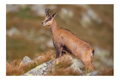 2018 - ENDOZOOFA - La dispersion des graines en montagne par les herbivores